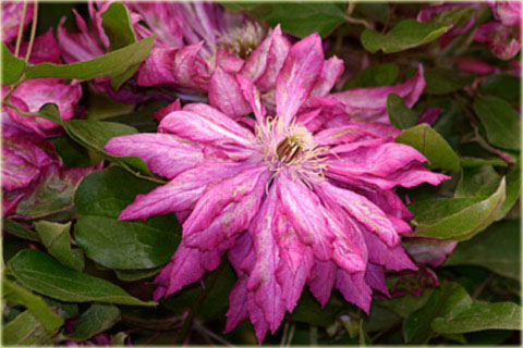 Powojnik Kaen jasnoczerwony pełny Clematis Kaen