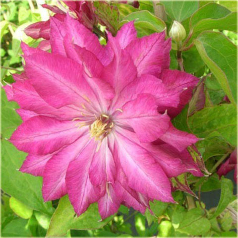 Powojnik Kaen jasnoczerwony pełny Clematis Kaen