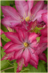 Powojnik Kaen jasnoczerwony pełny Clematis Kaen