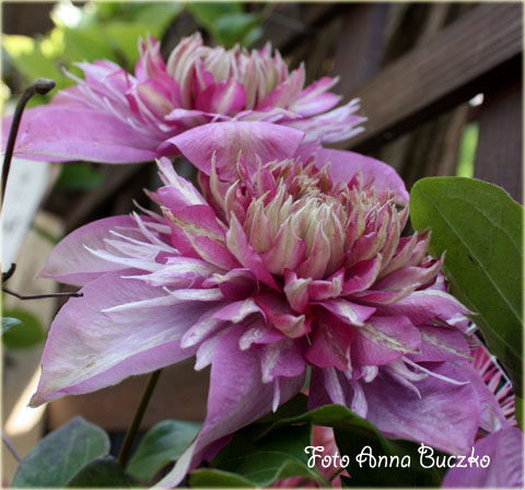 Powojnik Kaiser ciemnoróżowy pełny Clematis Kaiser