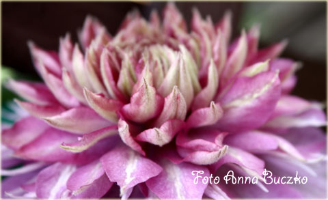 Powojnik Kaiser ciemnoróżowy pełny Clematis Kaiser