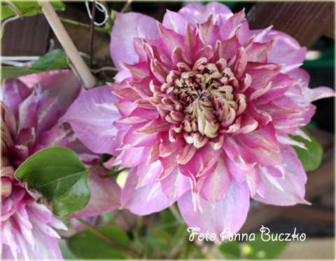 Powojnik Kaiser ciemnoróżowy pełny Clematis Kaiser