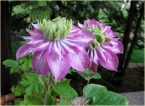 Powojnik Kaiser ciemnoróżowy pełny Clematis Kaiser