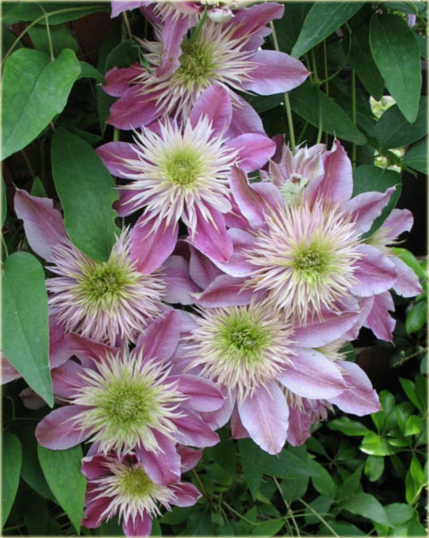 Powojnik Kaiser ciemnoróżowy pełny Clematis Kaiser