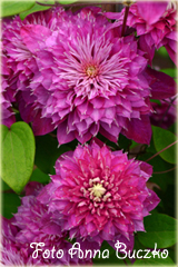 Powojnik Kaiser ciemnoróżowy pełny Clematis Kaiser