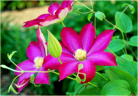 Powojnik Kakio Pink Champagne Clematis Kakio Pink Champagne