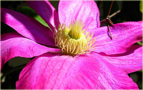 Powojnik Kakio Pink Champagne Clematis Kakio Pink Champagne