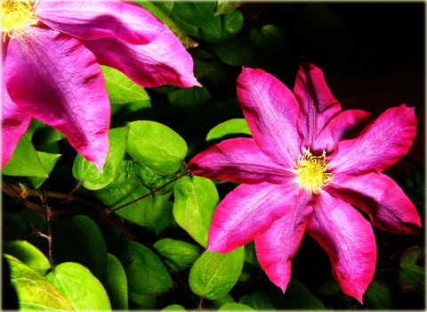 Powojnik Kakio Pink Champagne Clematis Kakio Pink Champagne