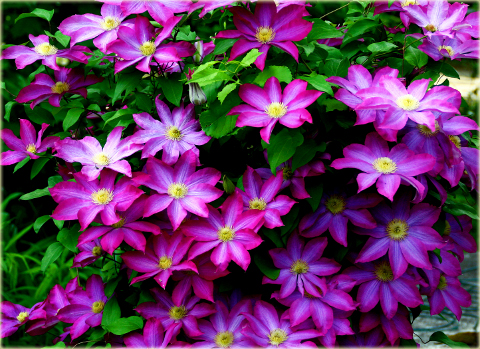 Powojnik Kakio Pink Champagne Clematis Kakio Pink Champagne