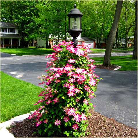 Powojnik Kakio Pink Champagne Clematis Kakio Pink Champagne