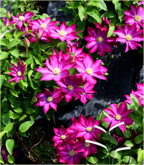 Powojnik Kakio Pink Champagne Clematis Kakio Pink Champagne