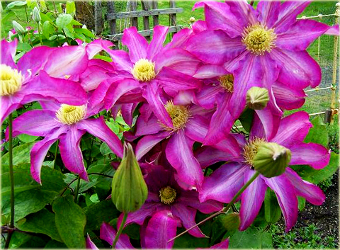 Powojnik Kakio Pink Champagne Clematis Kakio Pink Champagne