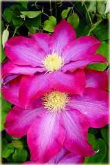 Powojnik Kakio Pink Champagne Clematis Kakio Pink Champagne