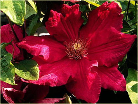 Powojnik Kardynał Wyszyński Clematis Kardynał Wyszyński