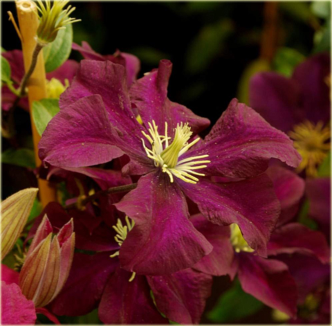 Powojnik Kardynał Wyszyński Clematis Kardynał Wyszyński