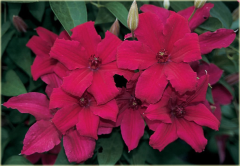 Powojnik Kardynał Wyszyński Clematis Kardynał Wyszyński