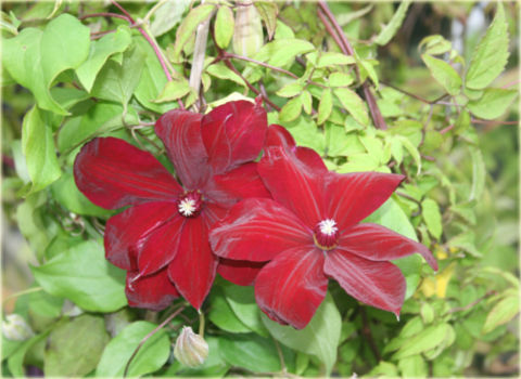 Powojnik Kardynał Wyszyński Clematis Kardynał Wyszyński