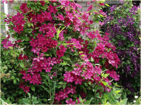 Powojnik Kardynał Wyszyński Clematis Kardynał Wyszyński