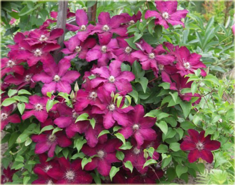 Powojnik Kardynał Wyszyński Clematis Kardynał Wyszyński