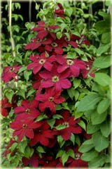 Powojnik Kardynał Wyszyński Clematis Kardynał Wyszyński