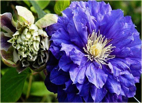 Powojnik Kiri Te Kanawa Clematis Kiri Te Kanawa