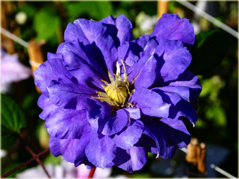 Powojnik Kiri Te Kanawa Clematis Kiri Te Kanawa