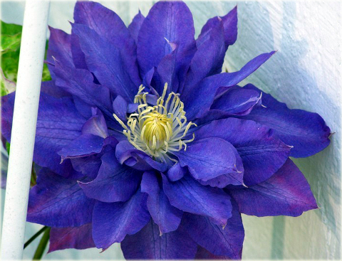 Powojnik Kiri Te Kanawa Clematis Kiri Te Kanawa