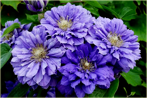 Powojnik Kiri Te Kanawa Clematis Kiri Te Kanawa