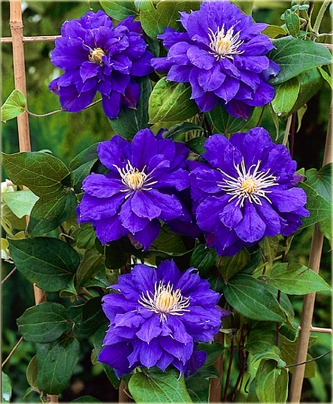 Powojnik Kiri Te Kanawa Clematis Kiri Te Kanawa