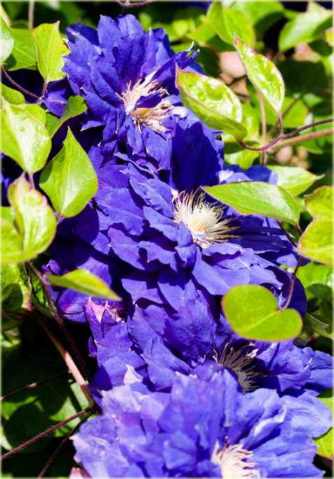 Powojnik Kiri Te Kanawa Clematis Kiri Te Kanawa