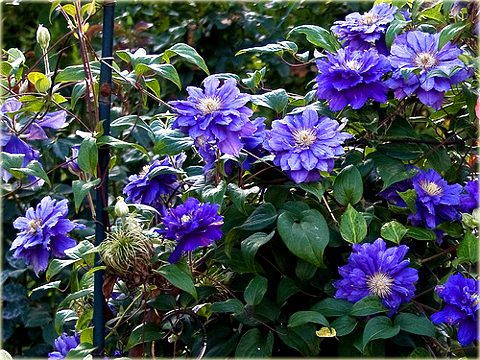 Powojnik Kiri Te Kanawa Clematis Kiri Te Kanawa