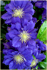 Powojnik Kiri Te Kanawa Clematis Kiri Te Kanawa