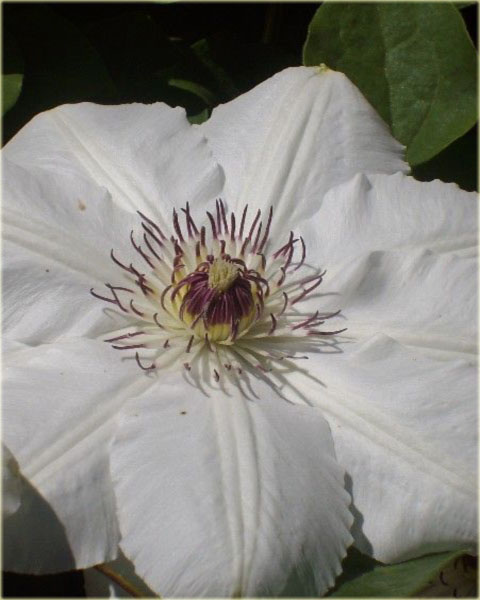 Powojnik Królowa Jadwiga białe Clematis Królowa Jadwiga