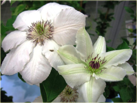 Powojnik Królowa Jadwiga białe Clematis Królowa Jadwiga