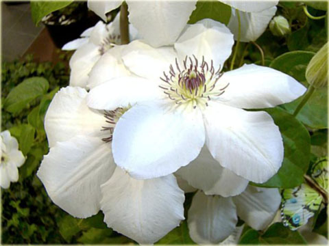 Powojnik Królowa Jadwiga białe Clematis Królowa Jadwiga