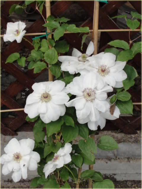 Powojnik Królowa Jadwiga białe Clematis Królowa Jadwiga