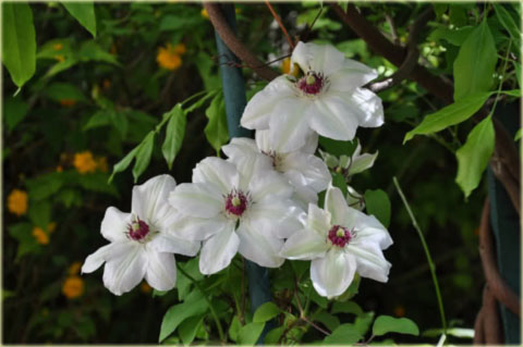 Powojnik Królowa Jadwiga białe Clematis Królowa Jadwiga