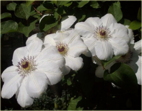 Powojnik Królowa Jadwiga białe Clematis Królowa Jadwiga