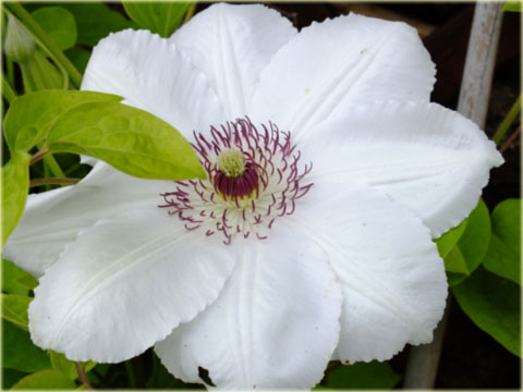 Powojnik Królowa Jadwiga białe Clematis Królowa Jadwiga
