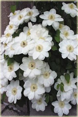 Powojnik Królowa Jadwiga białe Clematis Królowa Jadwiga