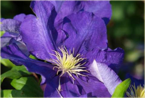 Powojnik Lady Betty Balfour  Clematis Lady Betty Balfour