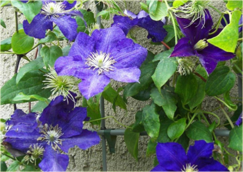 Powojnik Lady Betty Balfour  Clematis Lady Betty Balfour