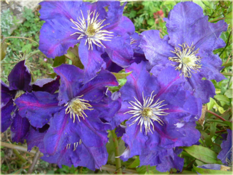 Powojnik Lady Betty Balfour  Clematis Lady Betty Balfour