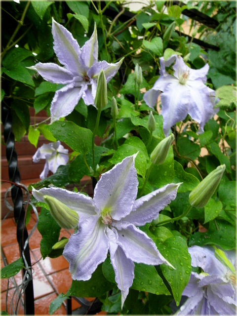 Powojnik Lech Wałęsa Clematis Lech Wałęsa