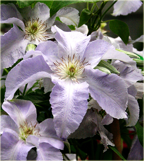 Powojnik Lech Wałęsa Clematis Lech Wałęsa