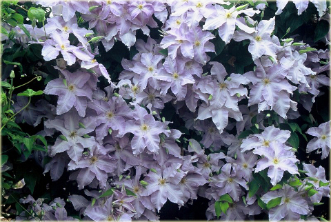 Powojnik Lech Wałęsa Clematis Lech Wałęsa