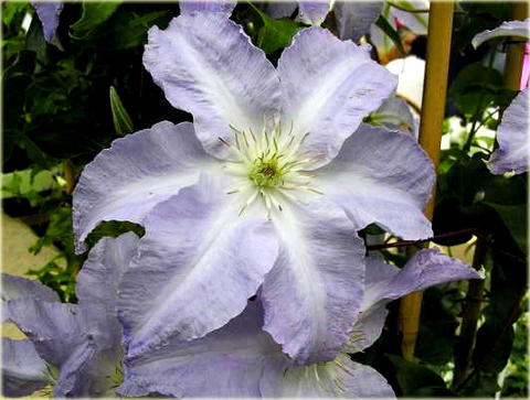 Powojnik Lech Wałęsa Clematis Lech Wałęsa