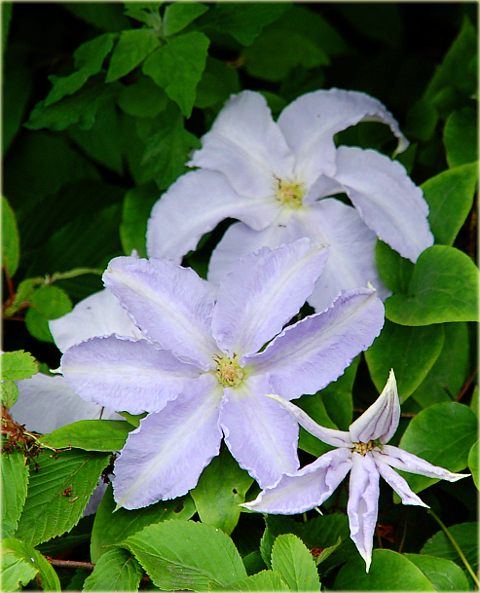 Powojnik Lech Wałęsa Clematis Lech Wałęsa