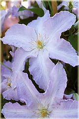 Powojnik Lech Wałęsa Clematis Lech Wałęsa