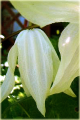 Powojnik Lemon Beauty Clematis Lemon Beauty